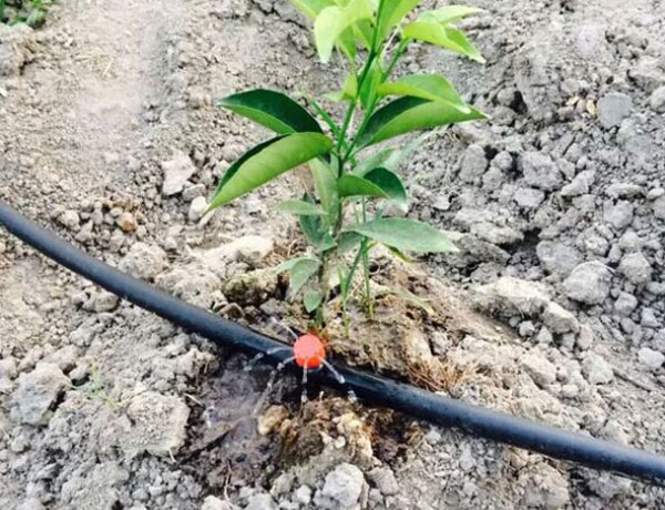 柑橘滴灌水肥一体化项目,高效节水灌溉项目